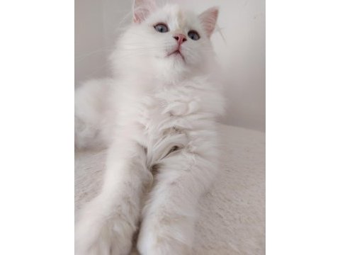 Kar beyazı british longhair yavrular