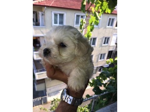 0 numara maltese terrier