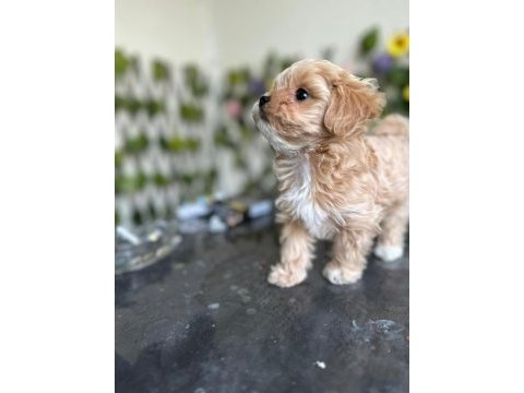 Köpeğimiz milka mızı sahiplenecek bir aile arıyoruz