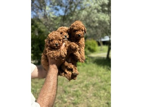 Anne altından toy poodle