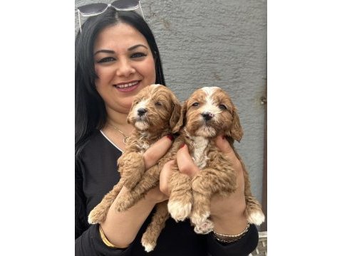 Safkan maltipoo yavrularım