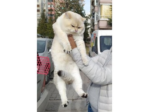 Safkan scrli british shorthair
