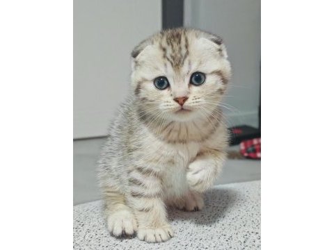 Muhteşem güzellik sıfır kulak bebek scottish fold
