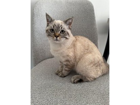 British shorthair ns24 silver tabby