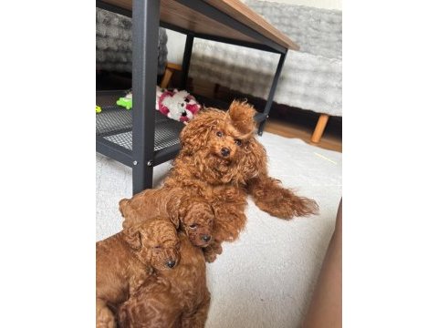 Anne altından toy poodle bebeklerimiz
