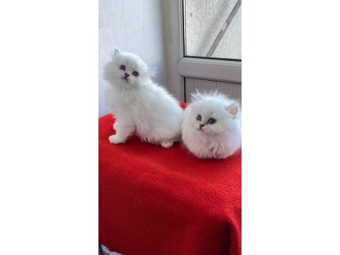 Maviş gözlü safkan british longhair yavrular