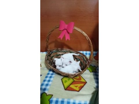 Yavru safkan dişi chihuahua