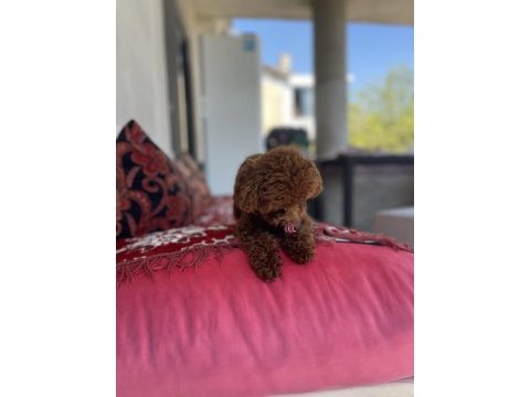 Kore poodle erkek