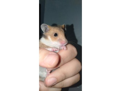 Karışık renk hamsterlar