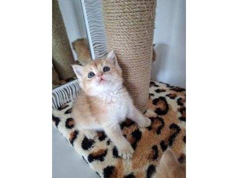 Safkan british shorthair golden bebekler