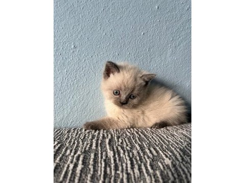 British shorthair yavru