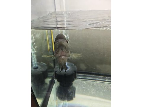 Flowerhorn balığımız