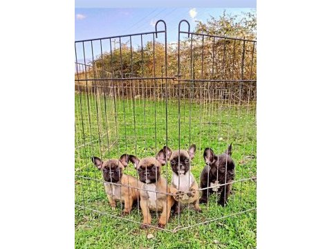 Sağlık fransız bulldog yavrular
