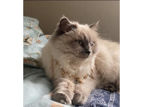 Ücretsiz british longhair dişi kedimiz