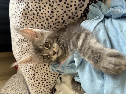 Anne baba şereceli xxl maine coon