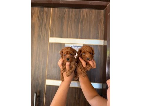 Kore red brown micro poodle bebekler