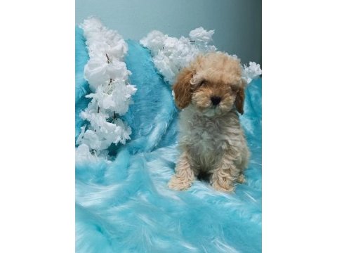 Güzel poodle yavrularımız yeni yuvalarını arıyor