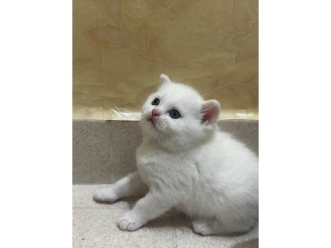 Chinchilla 1 buçuk aylık bebekler