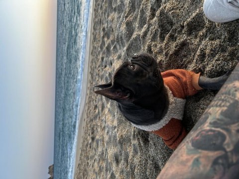 Yeni kısırlaştırılmış dişi french bulldog