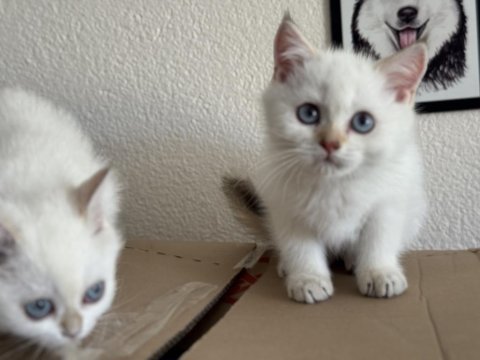 Garantili en güzel british shorthair yavrularımız