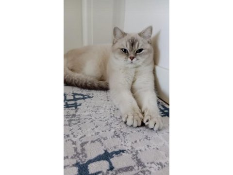 British shorthair dişi yavruma yuva