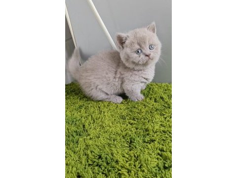 Munchkin cüce kedi ankara dişi ve erkek mevcuttur