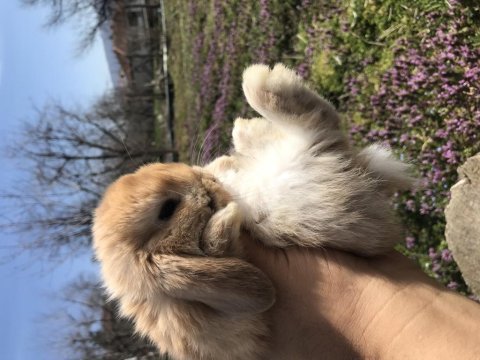 Mini lop tavşan (bebeklerimiz)