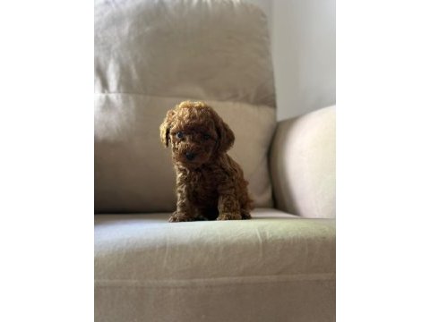 Kıvır kıvır toy poodle dünyası