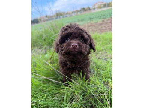Brown korea kan erkek poodle