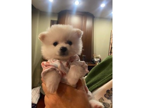 Pomeranian dişi 45 günlük