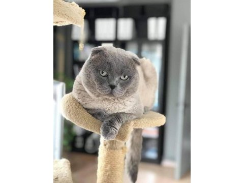Scottish fold erkek aktif