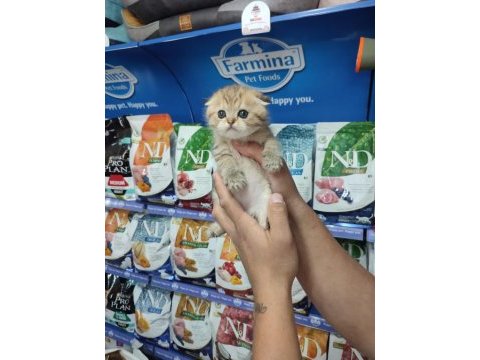 Scottish fold