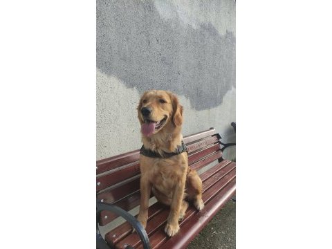 11 aylık safkan golden retriever