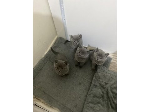 British shorthair kedimizi sahiplendirmek