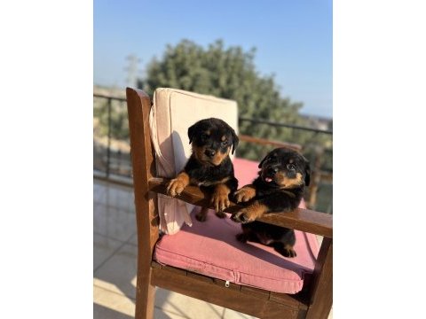 Rottweiler yavrular yeni yuvasını arıyor