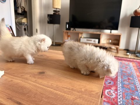British longhair ve scotish longhair yavrular beyaz