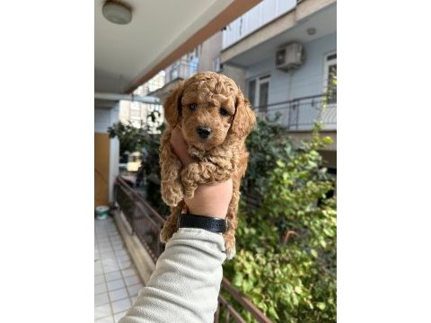 Toy poodle bebekleri