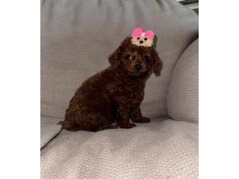 Kore toy poodle