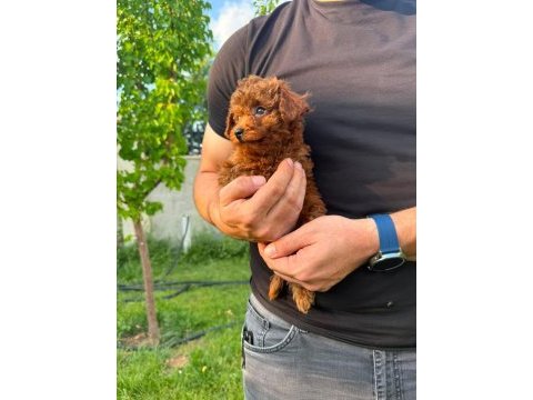 Kilo garantili kore kan red brown toy poodle yavrular