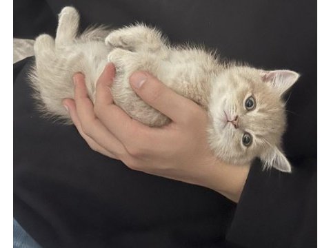 43 günlük olan tatlı kediler yeni sahiplerini arıyor
