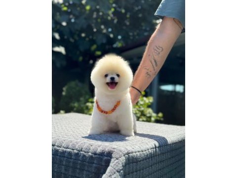 Pomeranian yavrularımız yeni yuvalarını bekliyor