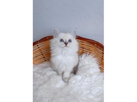 Safkan muhteşem british longhair yavrularım
