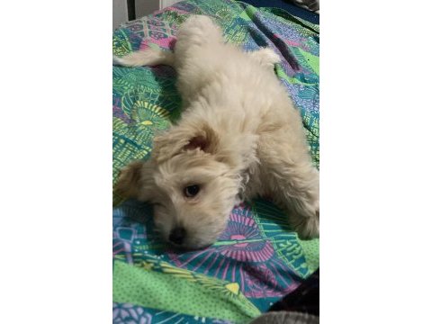 Maltipoo köpeğimizi sahiplendirme