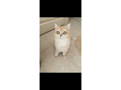 British shorthair dişi