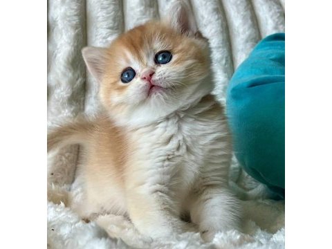 Bebeksi golden british shorthair