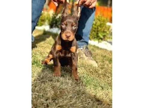 2 aylık siyah ve kızılı çivi doberman yavrularım