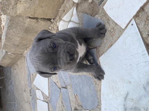 Irk garantili dev adayı cane corso yavrular