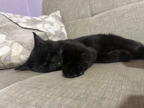 British shorthair kedimiz kömür yeni yuvasını arıyor
