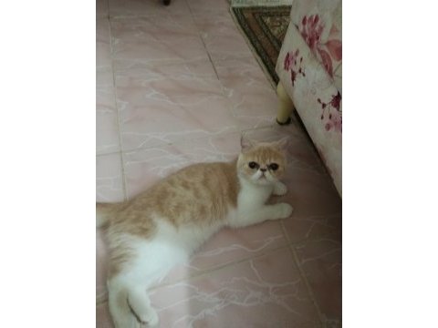 Dişi exotic shorthair