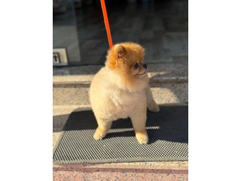 Pomeranian boo ayı surat 1.5 yaşında